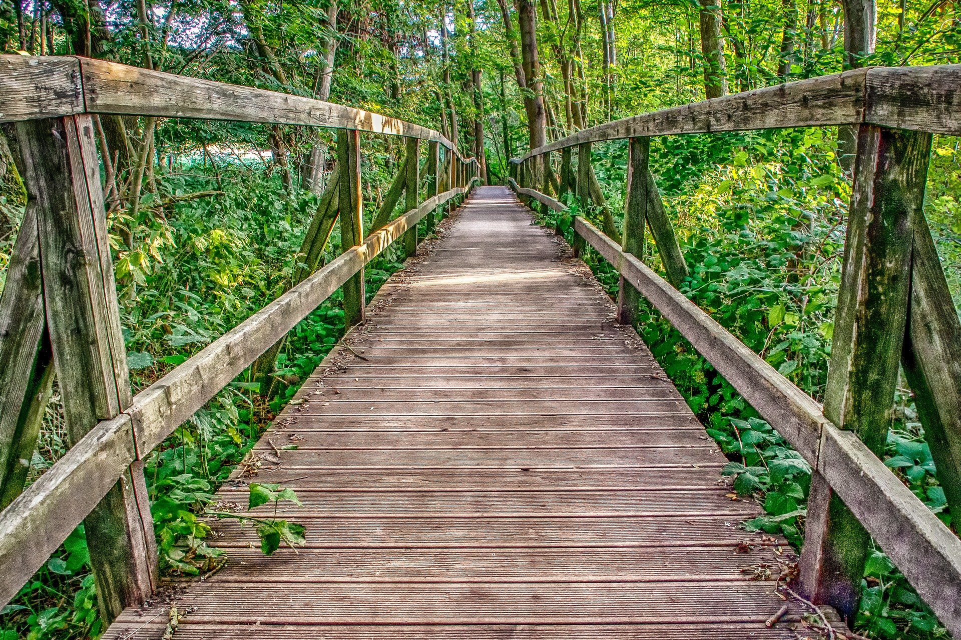a bridge in nature