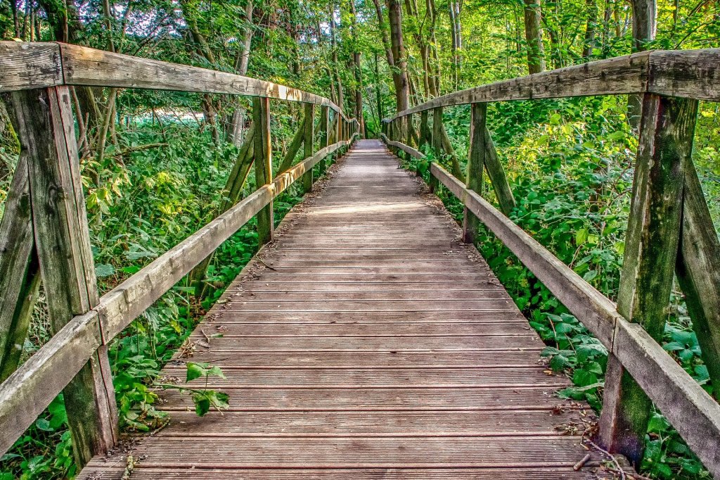a bridge in nature